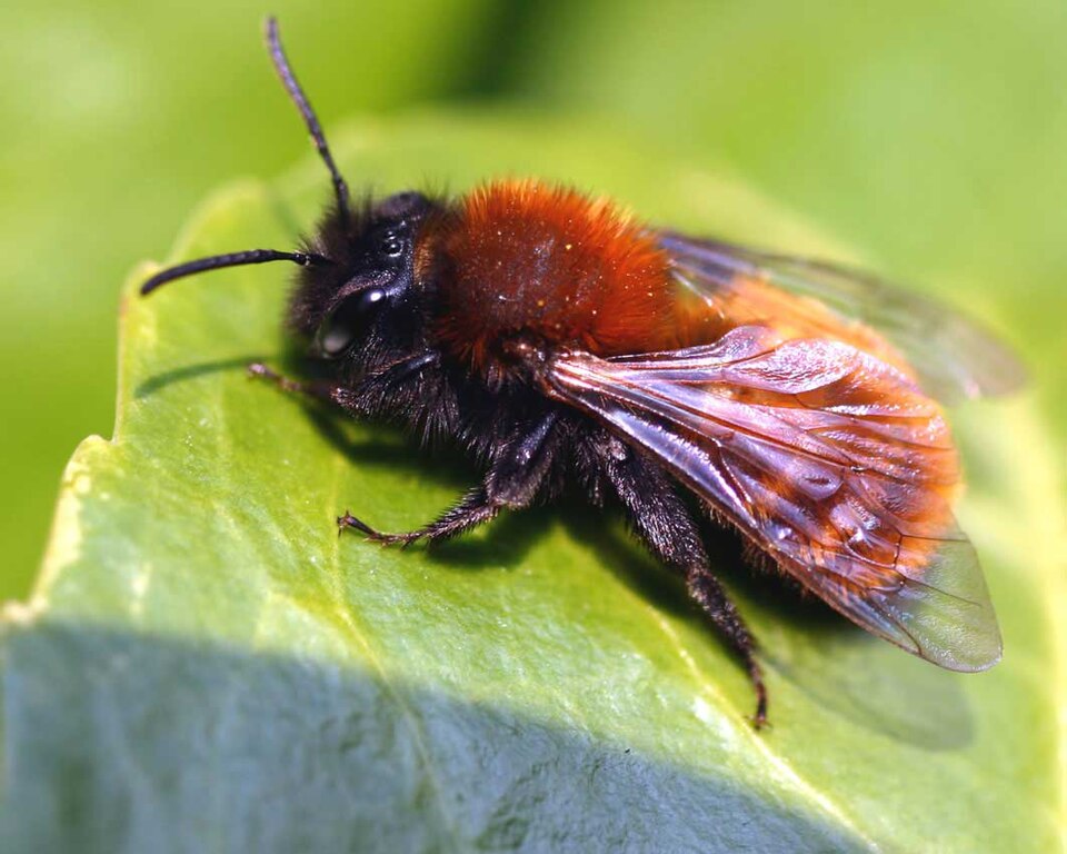 Bee (species Andrena fulva)