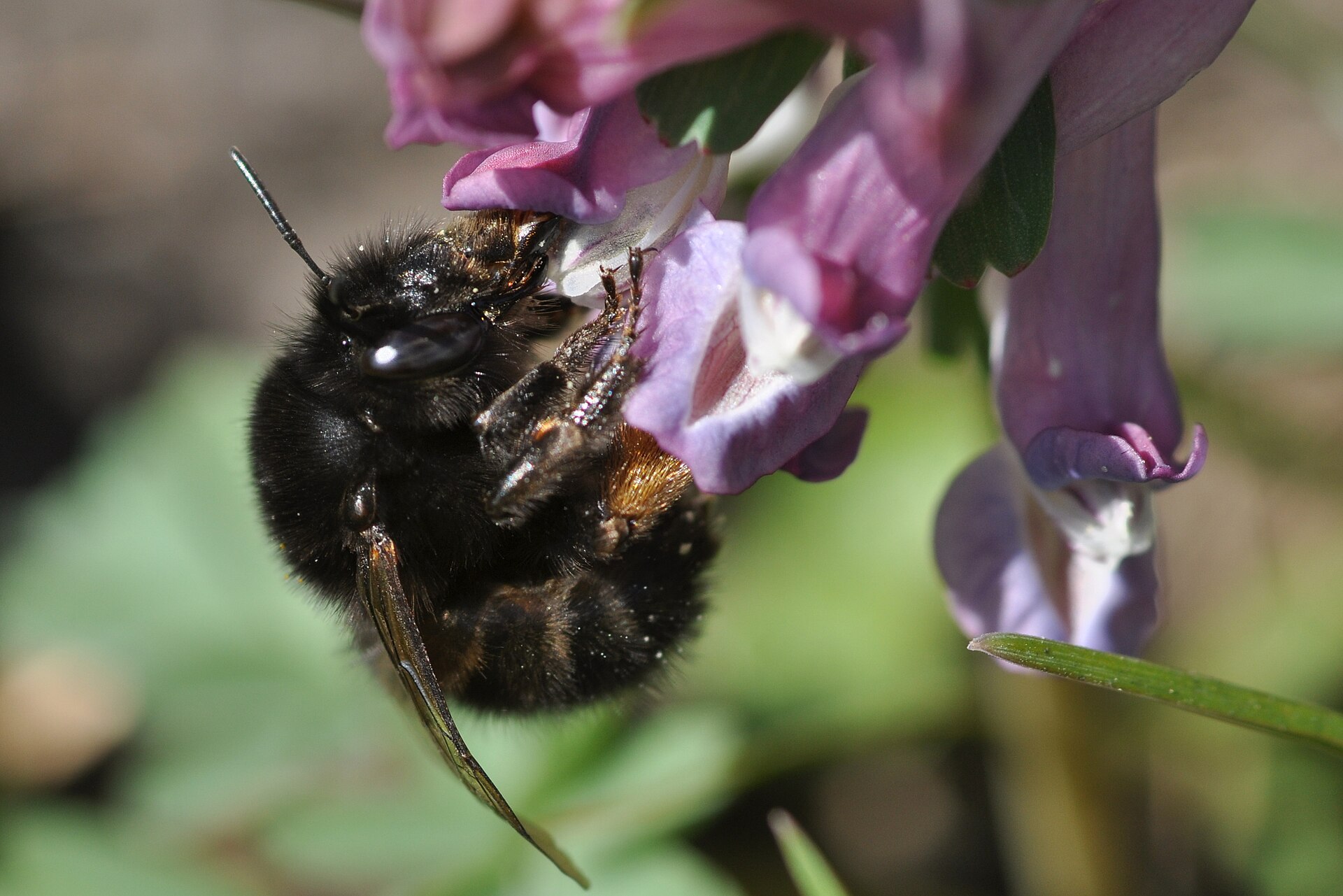 Black form of the female hairy-footed flower bee on fumewort