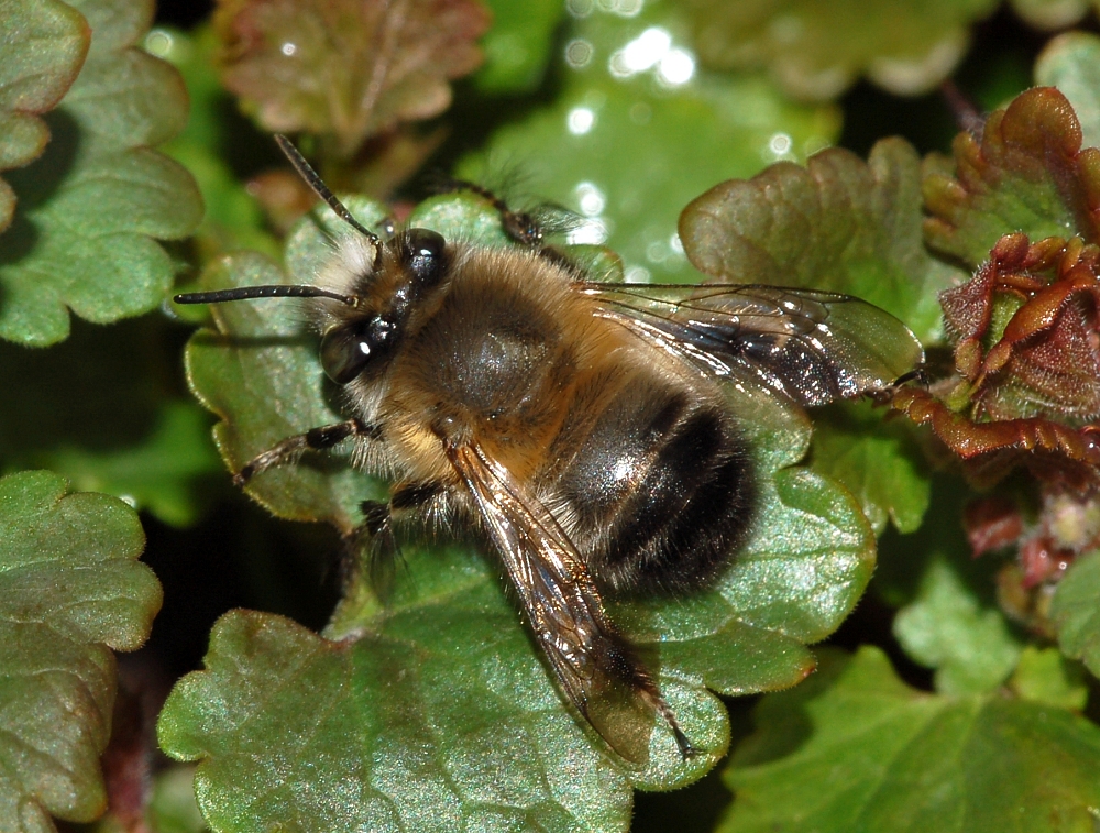 Bee species Anthophora plumipes sitting on a leaf