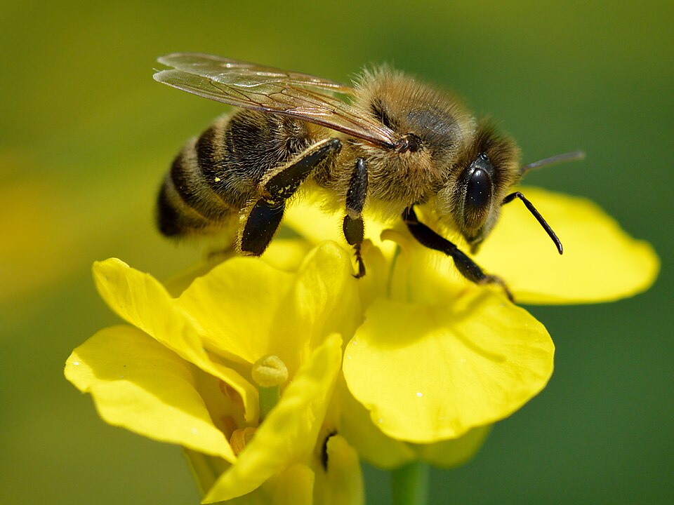 Honey bee (Apis mellifera) pollinates rapeseed (Brassica napus) blossom