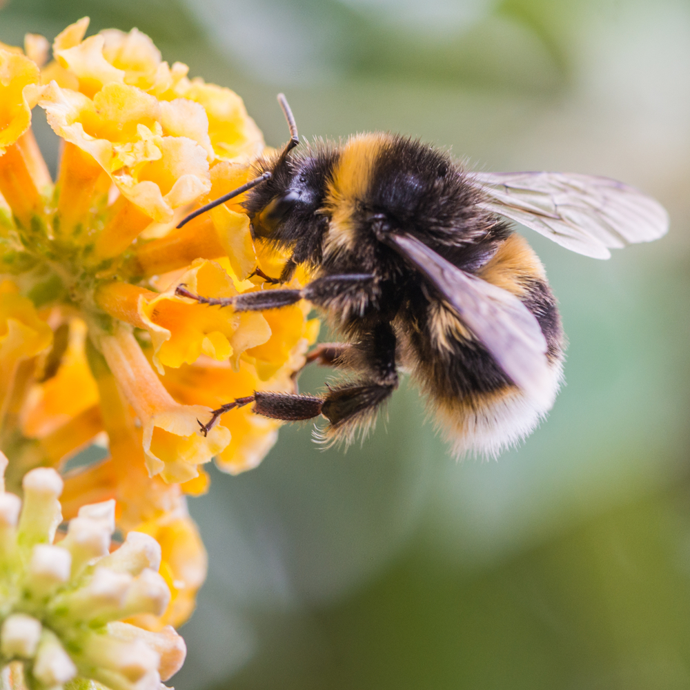 A close-up of a bee with a flower