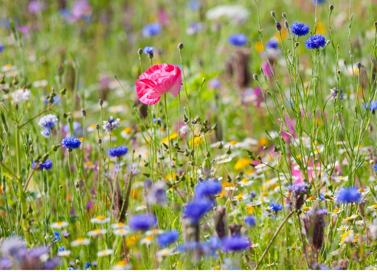 Wildflowers