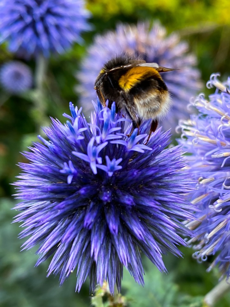The Art of Mindful Beeing