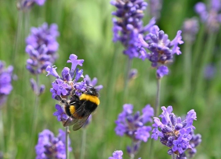 A bee in a lavender field