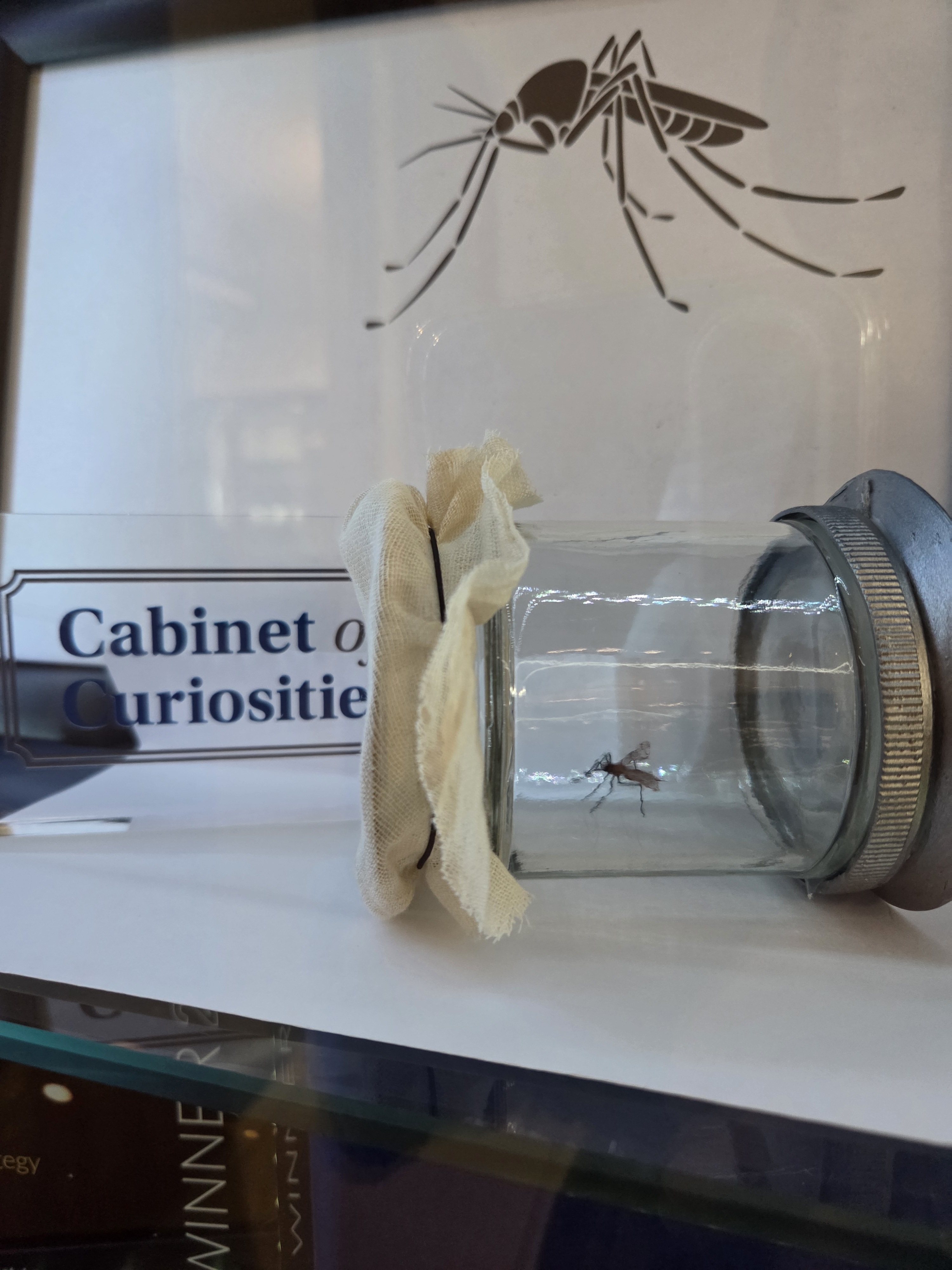 Photograph of a tiny model of a mosquito in a jar.