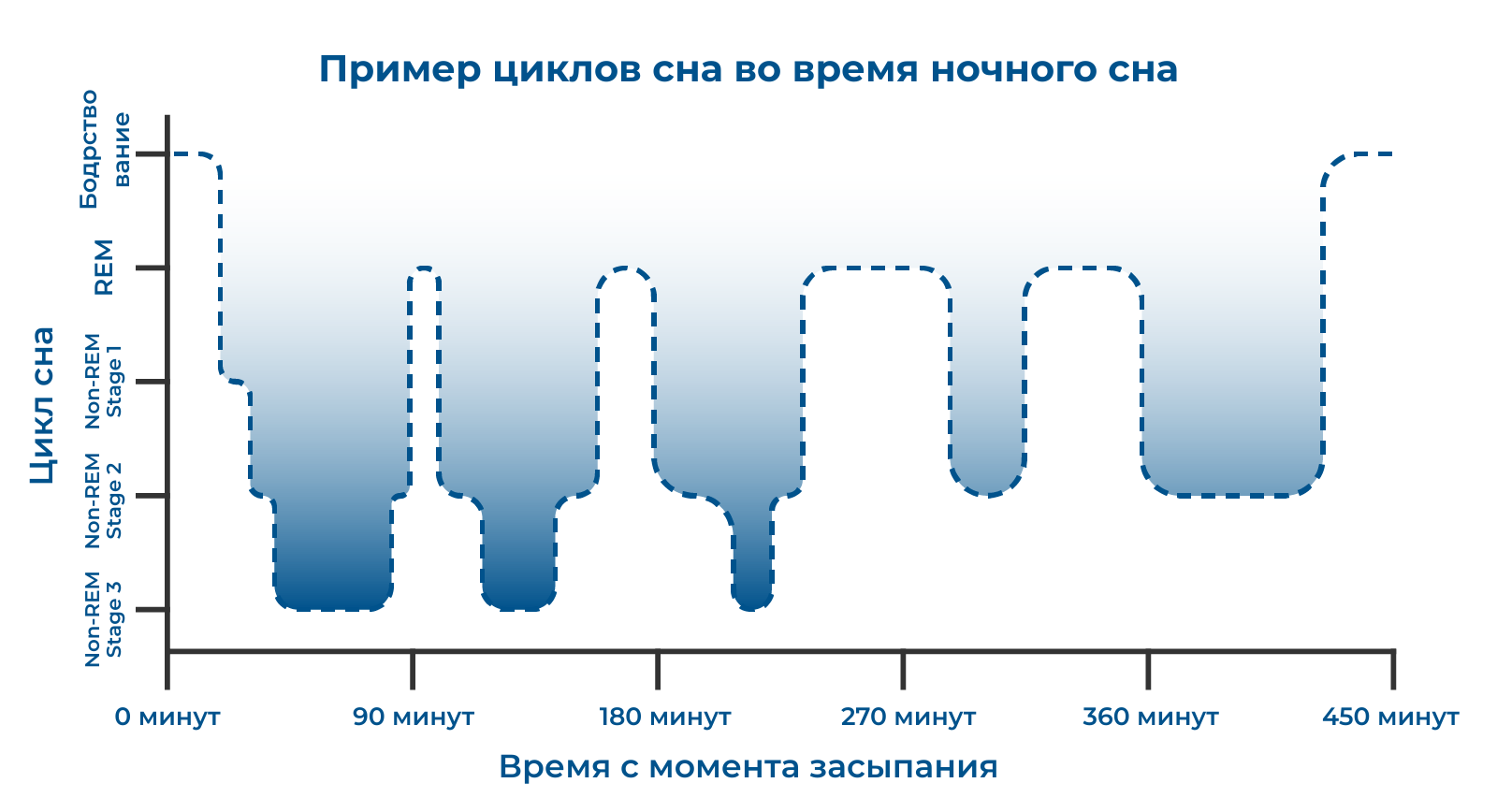 Diagram showing sleep cycles in a night in Russian
