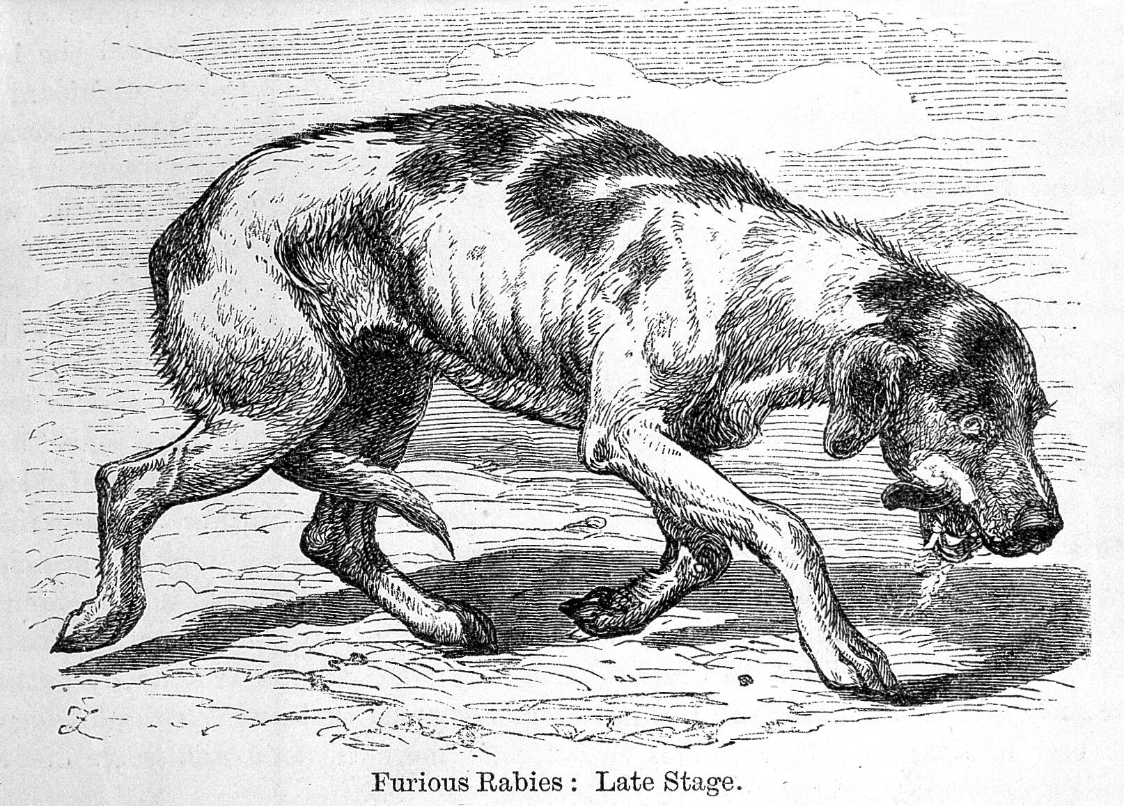 Black white and white engraving of a very skinny sick looking dog salivating. 