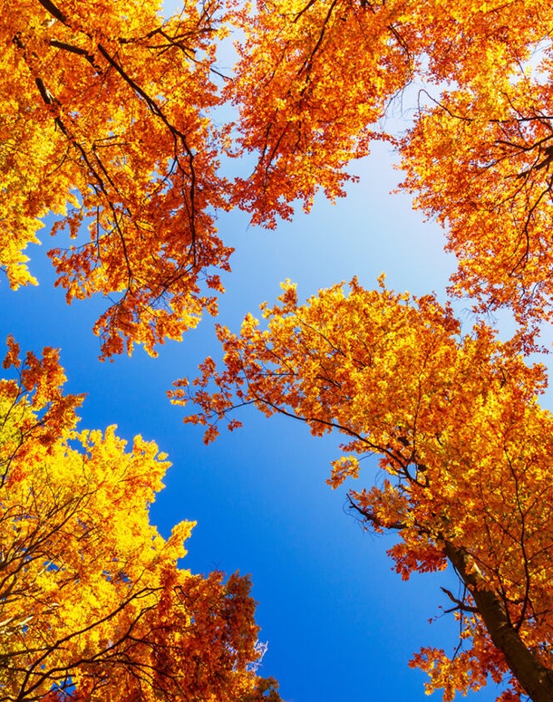 Faculty of Child and Adolescent Psychiatry Annual Conference 2026